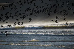 Waves: Large flock of American black skimmers (Rynchops niger) flying low over the waves off the Pacific coast