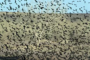 Blackbirds: Large Flock of Blackbirds and Cowbirds