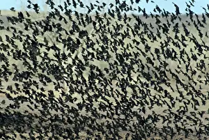 Blackbirds: Large Flock of Blackbirds and Cowbirds