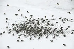 Redpolls: Large Flock of Common Redpolls