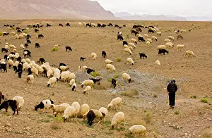 Berbers: Large flock of sheep with Berber shepherd on the