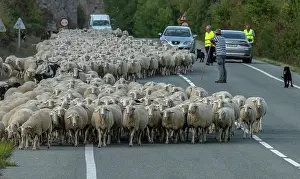 Making: Large flock of sheep coming down from the Aragon