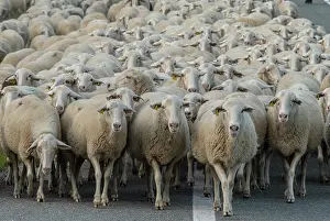 Making: Large flock of sheep coming down from the Aragon