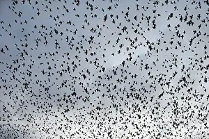 Roy Glen: Large flock of starlings
