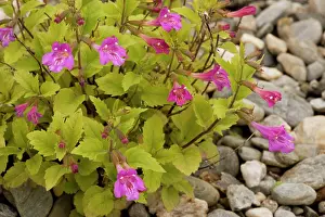 Grandiflora: Large-flowered calamint