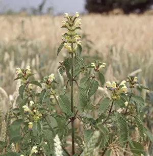 Flowered: Large flowered Hemp nettle