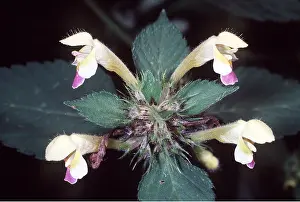 Flowered: Large Flowered Hemp Nettle