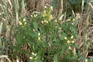Weed: Large-flowered hemp-nettle
