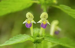 Micro: Large-flowered hemp-nettle - in flower