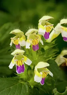 Galeopsis: Large-flowered Hemp nettle - in flower - arable weed