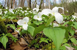 Flowered: Large-flowered Trillium