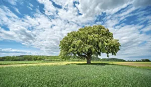 Blooming: Large flowering solitary horse chestnut tree surrounded by green fields under a blue sky with white clouds in spring