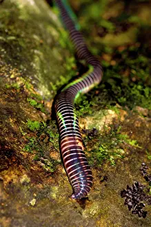 Annelid: A large fluorescent worm (unidentified) lies on