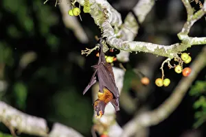 Sabah: large flying fox also known as the greater flying fox, Malay