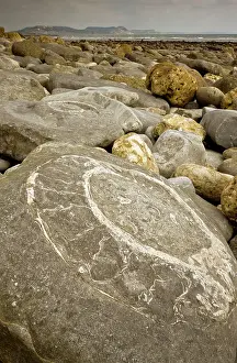 Spirals: Large fossil ammonites