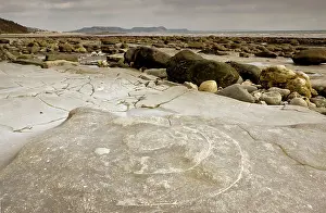 Spirals: Large fossil ammonites - on the beach