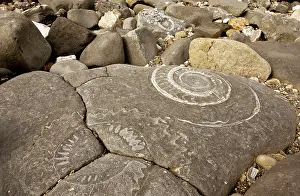 Spirals: Large fossil ammonites - on the beach