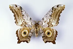 Gigas: Large Frosted Emperor Moth