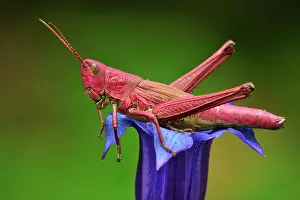 Dispar: Large Gold Grasshopper female on gentian red colouration