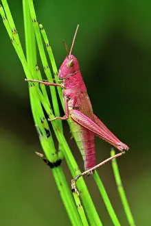 Dispar: Large Gold Grasshopper female on horsetail red colouration
