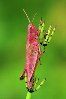 Dispar: Large Gold Grasshopper female on horsetail red colouration