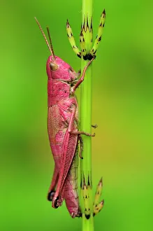 Dispar: Large Gold Grasshopper female on horsetail red colouration