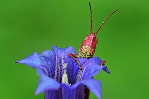 Dispar: Large Gold Grasshopper female portrait on gentian