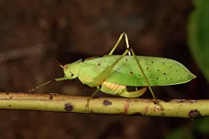 Andasibe: Large grasshopper (Orthoptera sp), Andasibe, Perinet