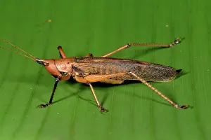 Andasibe: Large grasshopper (Orthoptera sp), Andasibe, Perinet