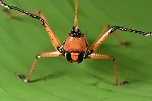 Andasibe: Large grasshopper (Orthoptera sp) bullying attitude