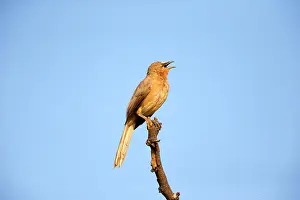 Babbler: Large Grey Babbler