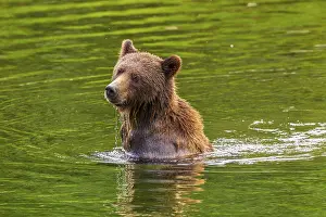 Shoulders: A large grizzly bear (Ursus arctos) in a river with his head and shoulder above the water