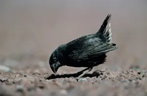 Magnirostris: Large Ground Finch - One of Darwin's Finches