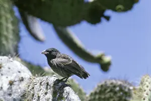 Magnirostris: Large Ground Finch (Geospiza magnirostris)