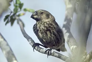 Magnirostris: Large Ground Finch (Geospiza magnirostris)