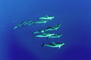 Azores: Large group of Atlantic spotted dolphins, Stenella