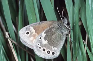 Heaths: Large Heath Butterfly
