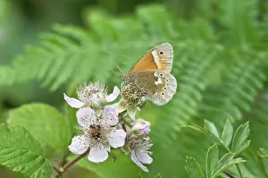 Brambles: Large Heath Butterfly - on bramble blossom