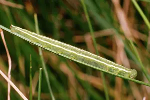 Heaths: Large Heath BUTTERFLY - Larva / Caterpillar