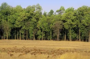 Chitals: Large herd of Chitals / Spotted Deers