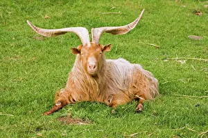 Guernsey: Large horned Guernsey Billy goat