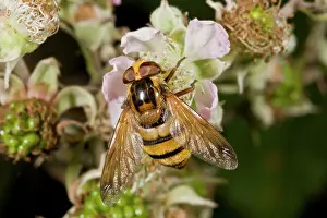 Bramble: Large Hoverfly - feeding at bramble blossom