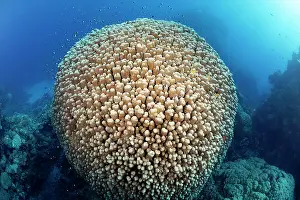 Hump: Large Hump Coral (Porites nodifera), stony coral