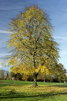 Tilia: Large-leaved lime
