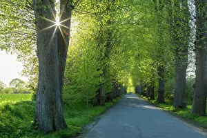 Avenue: Large-leaved Lime - tree avenue in spring - Germany