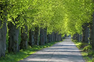 Avenue: Large-leaved Lime - tree avenue in spring - Germany
