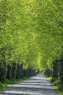 Avenue: Large-leaved Lime - tree avenue in spring - Germany
