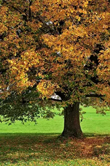 Tilia: Large-leaved Linden Large-leaved Lime autumn