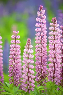 Stekenjokk: Large-leaved Lupine