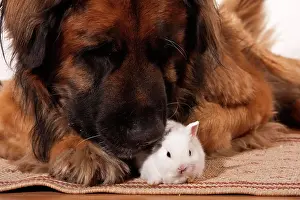 Pictures: Large Leonberger dog and a young dwarf rabbit